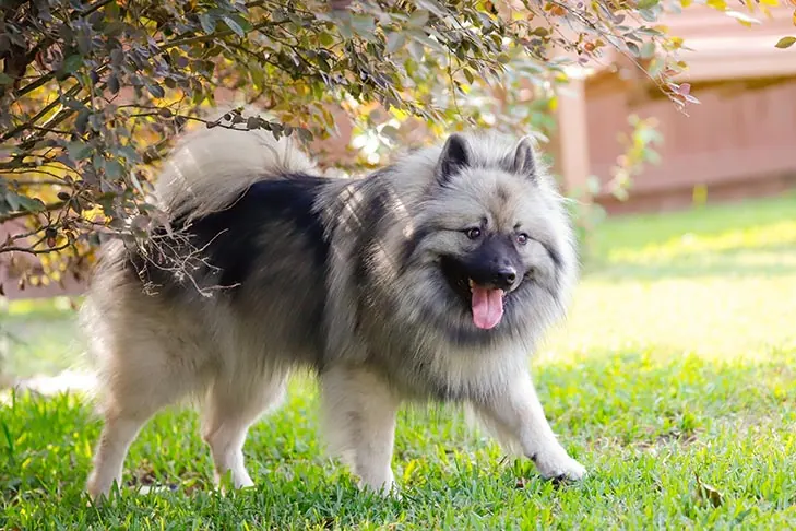 کیشوند (Keeshond)