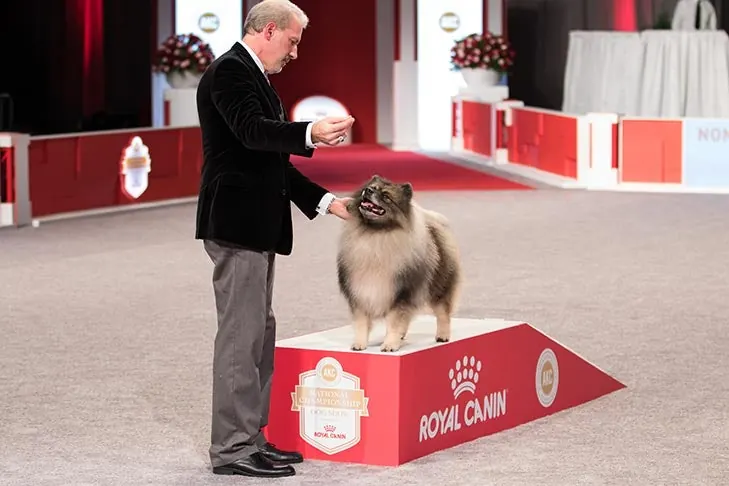 Keeshond