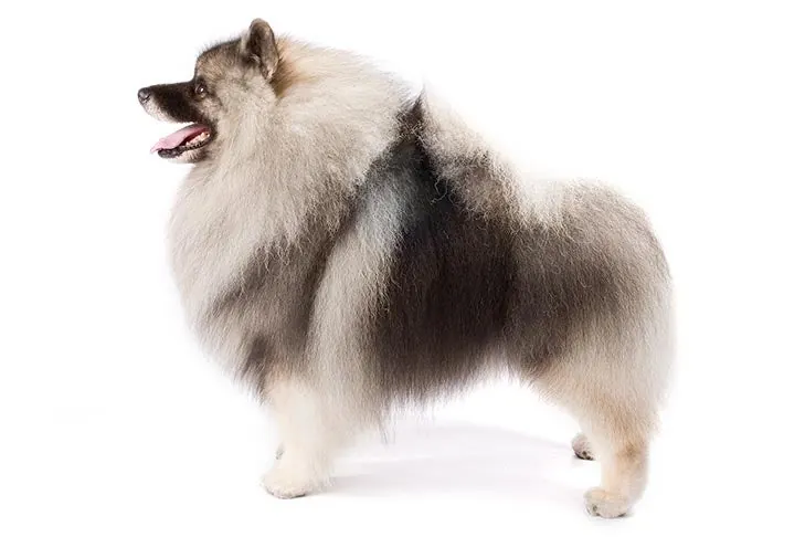 کیشوند (Keeshond)