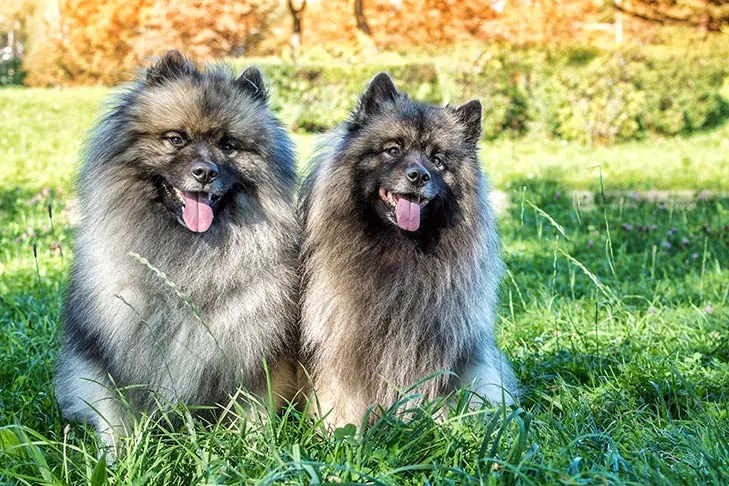 گالری تاریخچه کیشوند (Keeshond)