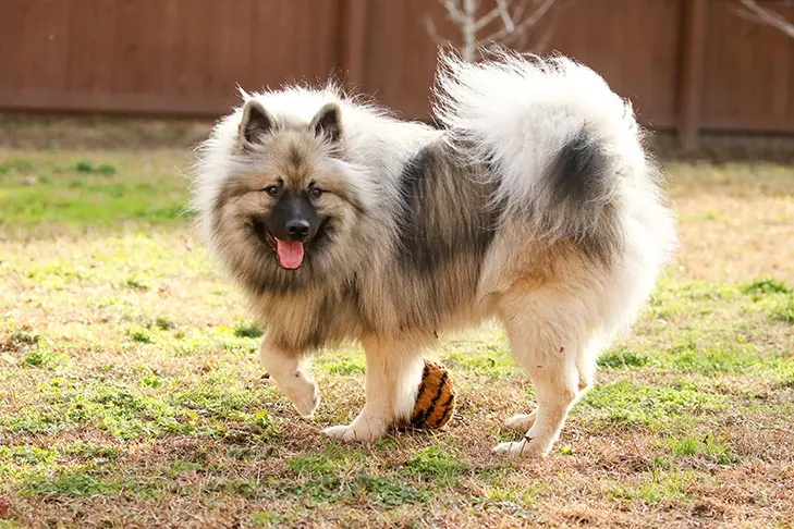 گالری تاریخچه کیشوند (Keeshond)
