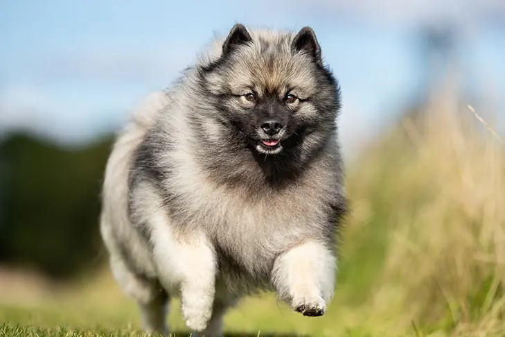 گالری تاریخچه کیشوند (Keeshond)