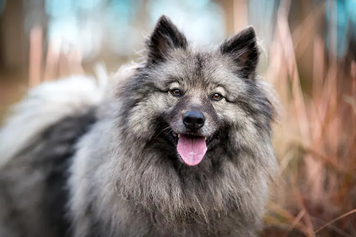 گالری تاریخچه کیشوند (Keeshond)