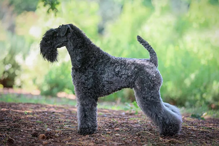 کری بلو تریر (Kerry Blue Terrier)