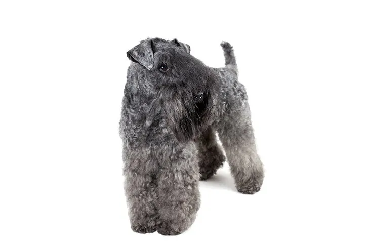 Kerry Blue Terrier