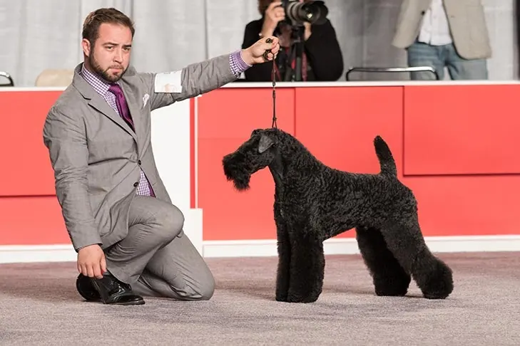 کری بلو تریر (Kerry Blue Terrier)