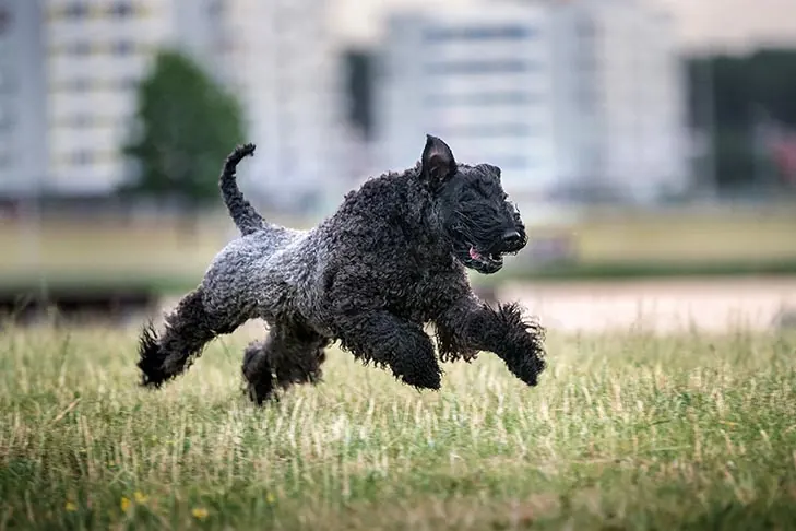گالری تاریخچه کری بلو تریر (Kerry Blue Terrier)