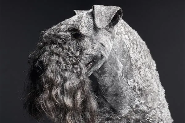 گالری تاریخچه کری بلو تریر (Kerry Blue Terrier)