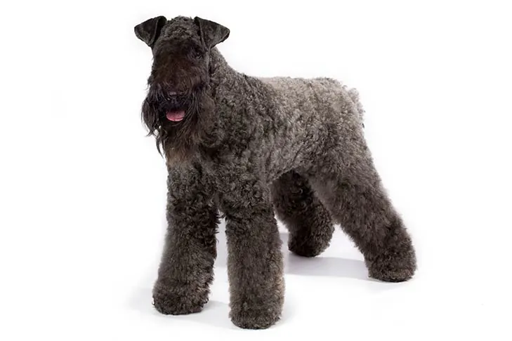 گالری تاریخچه کری بلو تریر (Kerry Blue Terrier)