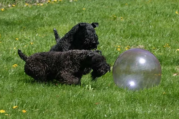 گالری تاریخچه کری بلو تریر (Kerry Blue Terrier)