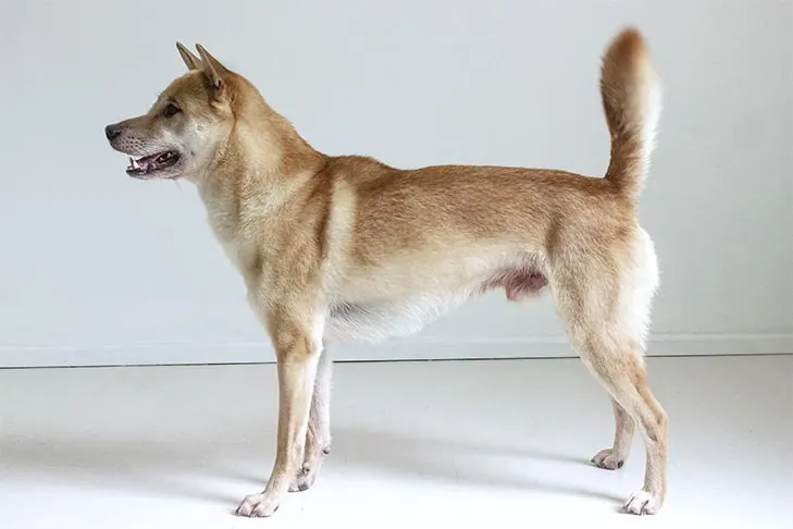 Kishu Ken