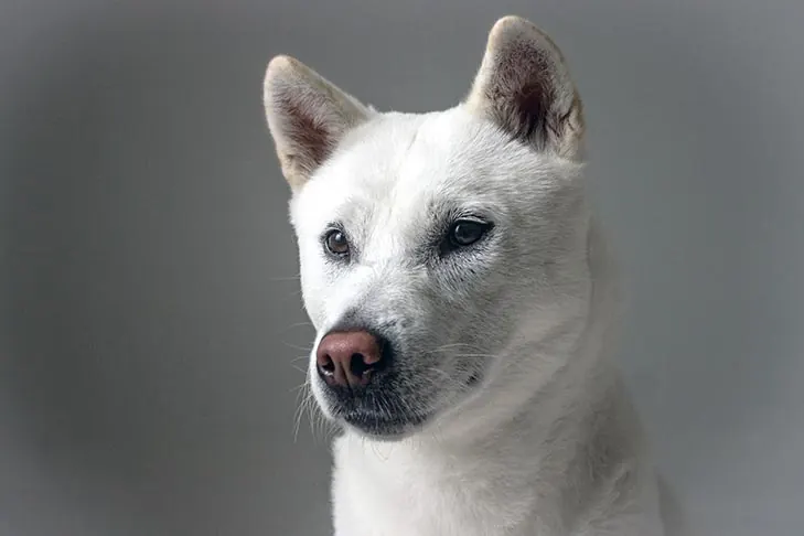 کیشو کن (Kishu Ken)