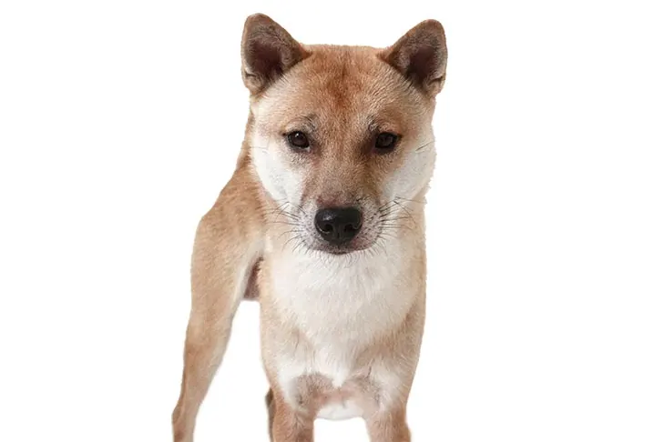 گالری تاریخچه کیشو کن (Kishu Ken)