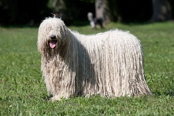 کوموندور (Komondor)
