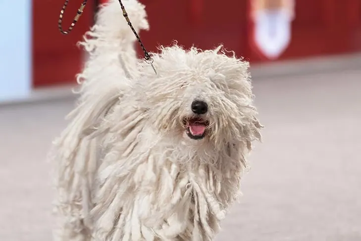 Komondor