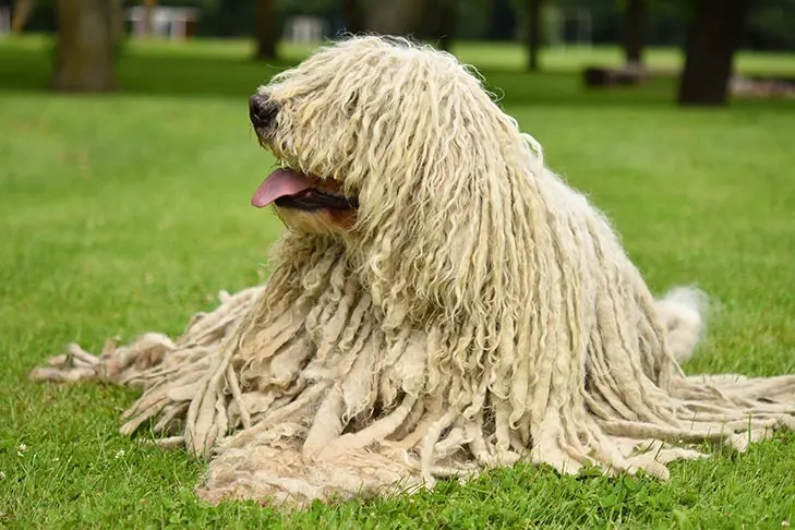 کوموندور (Komondor)