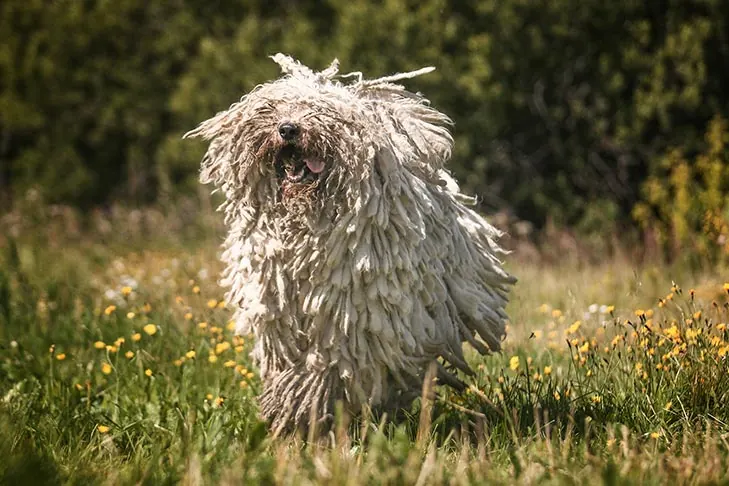 گالری تاریخچه کوموندور (Komondor)