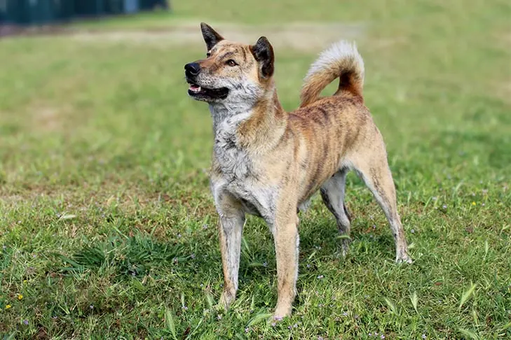جیندو کره‌ای (Korean Jindo Dog)