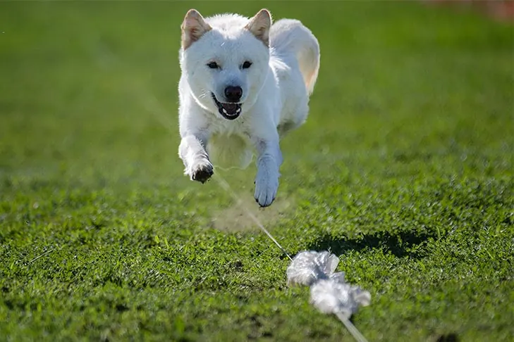 Korean Jindo Dog