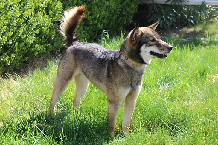 جیندو کره‌ای (Korean Jindo Dog)