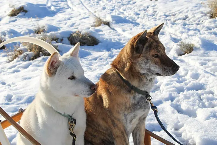 گالری تاریخچه جیندو کره‌ای (Korean Jindo Dog)