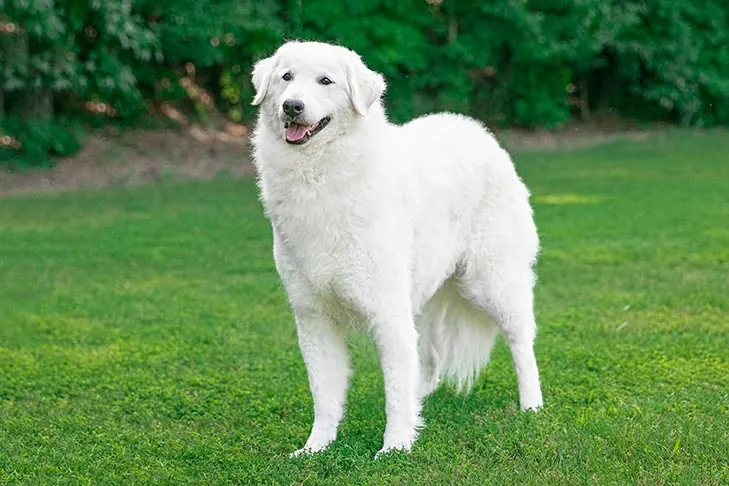 کواش (Kuvasz)
