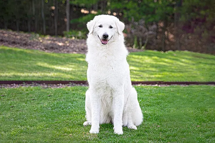 Kuvasz