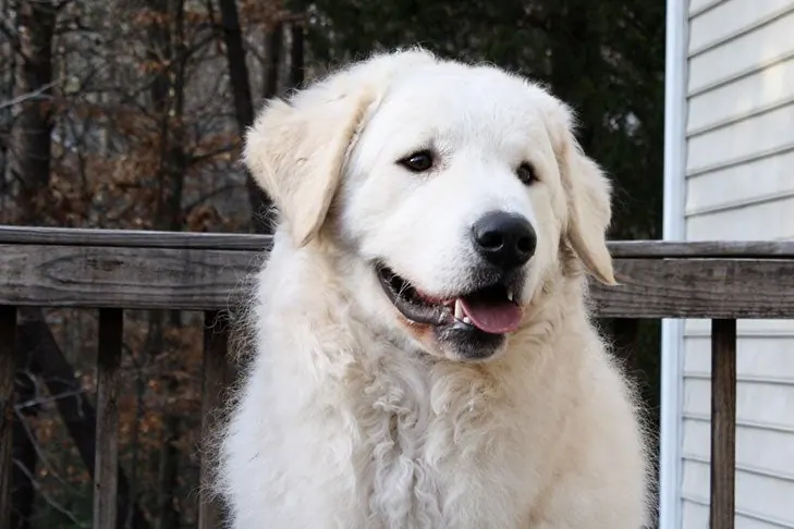 کواش (Kuvasz)