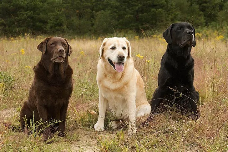لابرادور رتریور (Labrador Retriever)