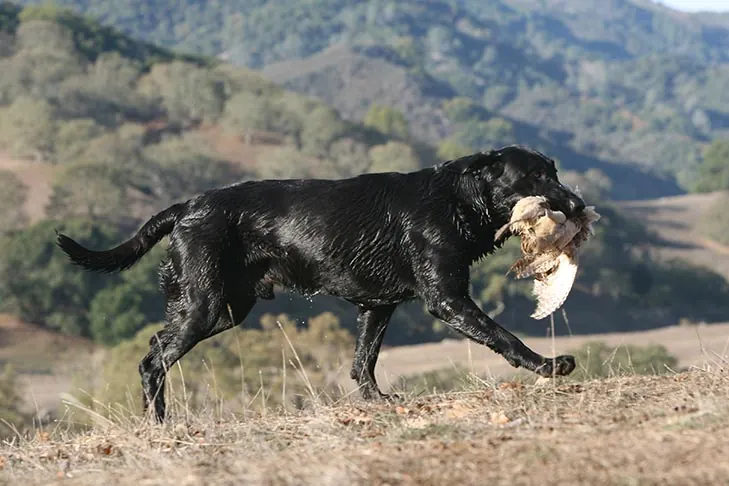 لابرادور رتریور (Labrador Retriever)