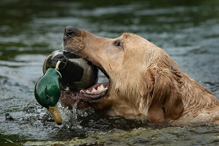 گالری تاریخچه لابرادور رتریور (Labrador Retriever)