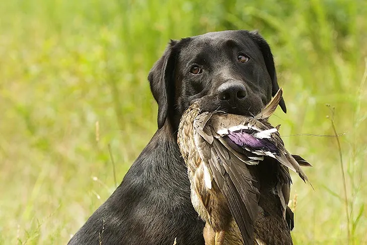 گالری تاریخچه لابرادور رتریور (Labrador Retriever)
