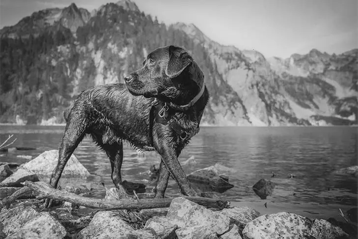 گالری تاریخچه لابرادور رتریور (Labrador Retriever)