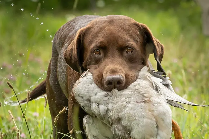 گالری تاریخچه لابرادور رتریور (Labrador Retriever)