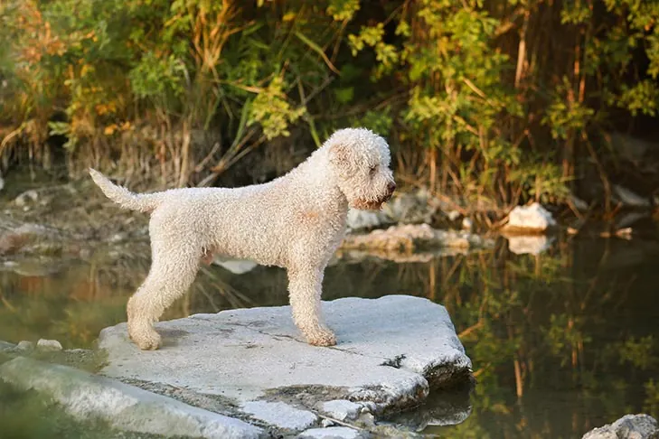 لاگوتو رومانیولو (Lagotto Romagnolo)