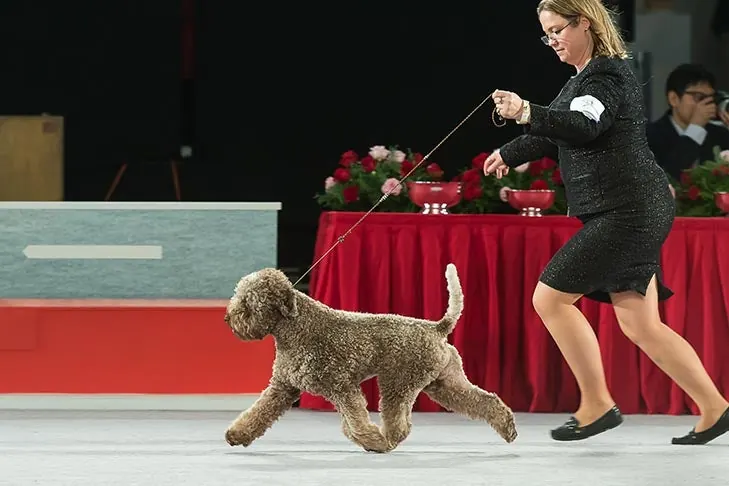 Lagotto Romagnolo