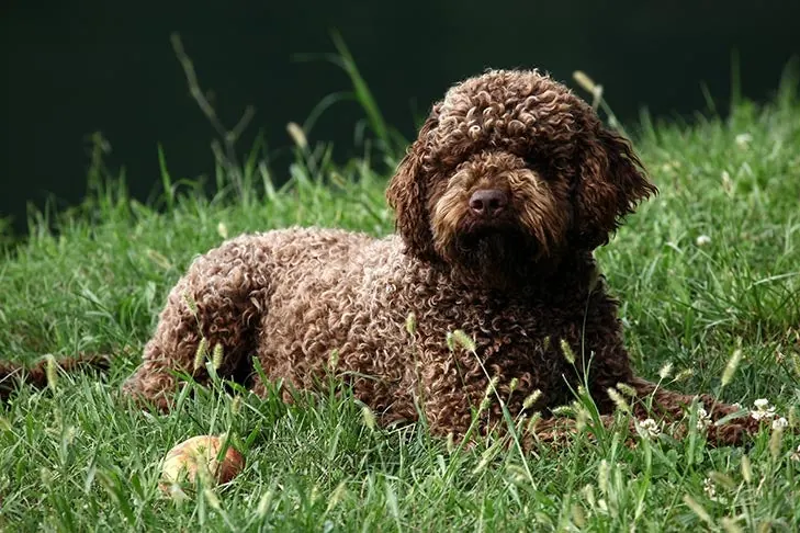 لاگوتو رومانیولو (Lagotto Romagnolo)