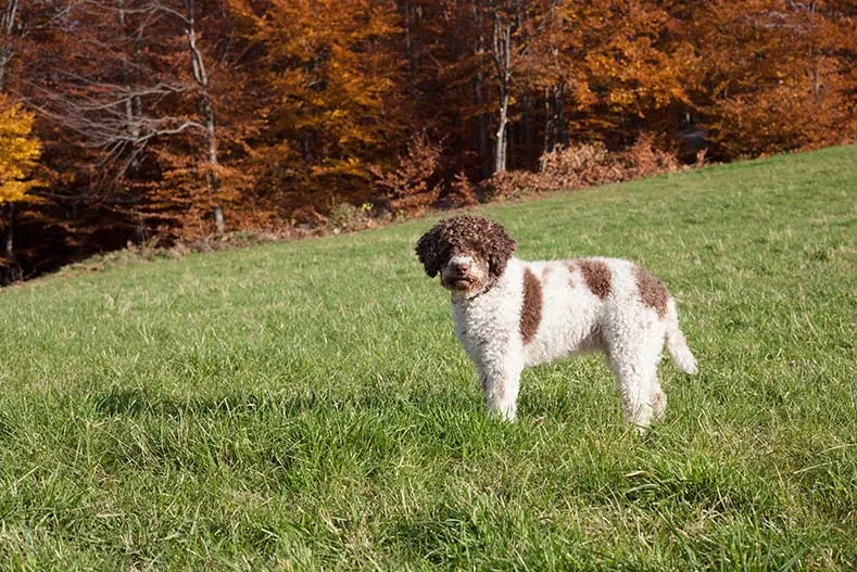 گالری تاریخچه لاگوتو رومانیولو (Lagotto Romagnolo)