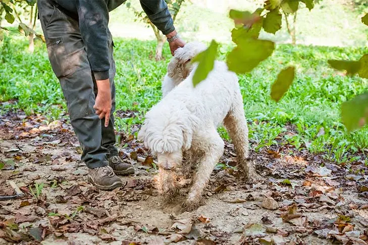 گالری تاریخچه لاگوتو رومانیولو (Lagotto Romagnolo)