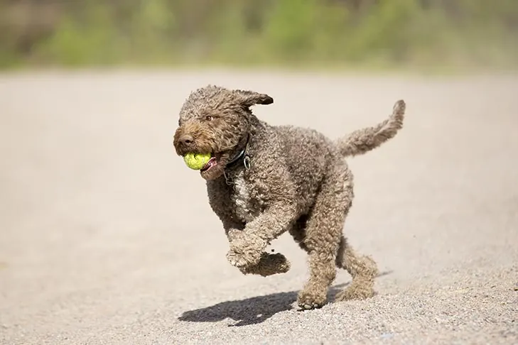 گالری تاریخچه لاگوتو رومانیولو (Lagotto Romagnolo)