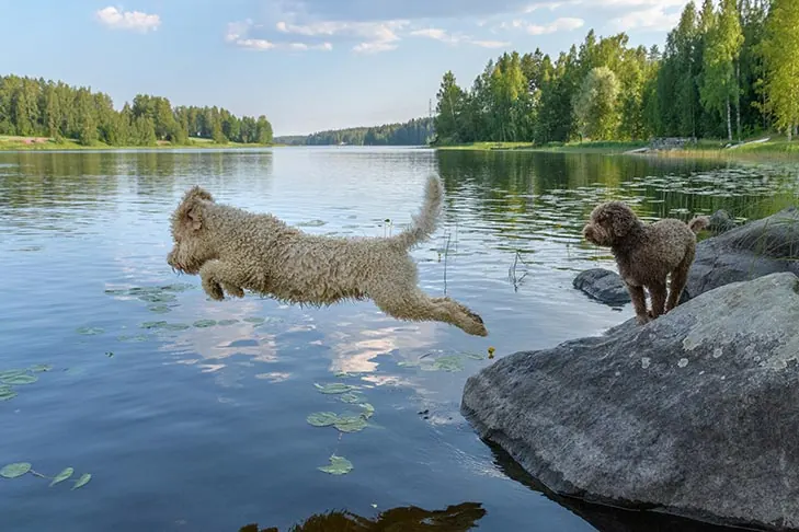 گالری تاریخچه لاگوتو رومانیولو (Lagotto Romagnolo)