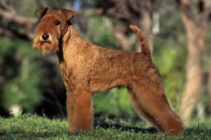 لیکلند تریر (Lakeland Terrier)