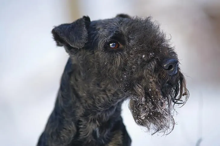 Lakeland Terrier