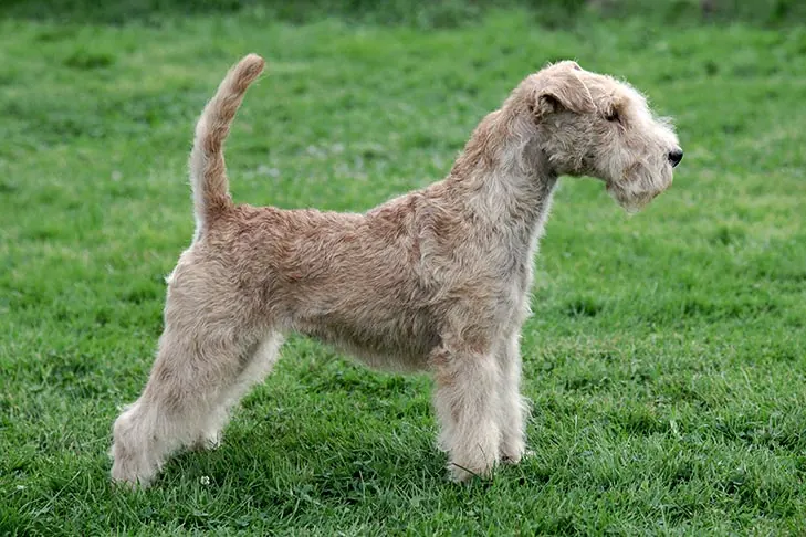لیکلند تریر (Lakeland Terrier)