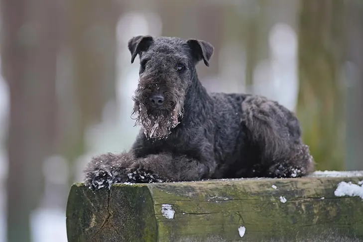 گالری تاریخچه لیکلند تریر (Lakeland Terrier)