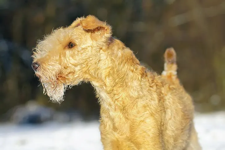 گالری تاریخچه لیکلند تریر (Lakeland Terrier)