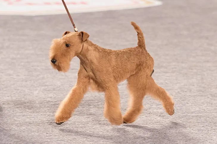 گالری تاریخچه لیکلند تریر (Lakeland Terrier)