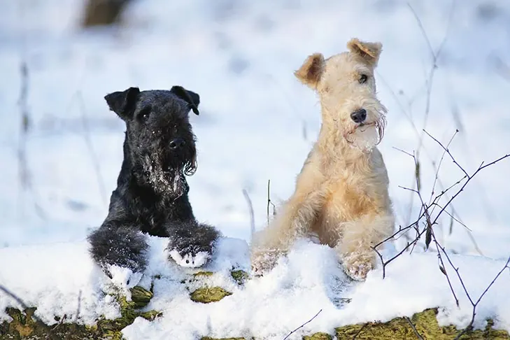 گالری تاریخچه لیکلند تریر (Lakeland Terrier)