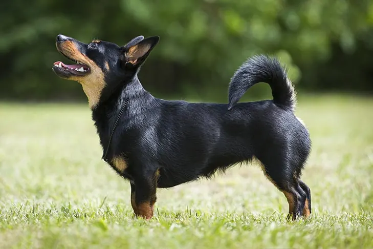لنکاشایر هیلر (Lancashire Heeler)