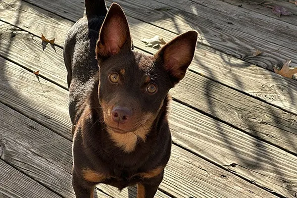 Lancashire Heeler